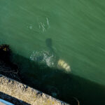royal navy nz dock water